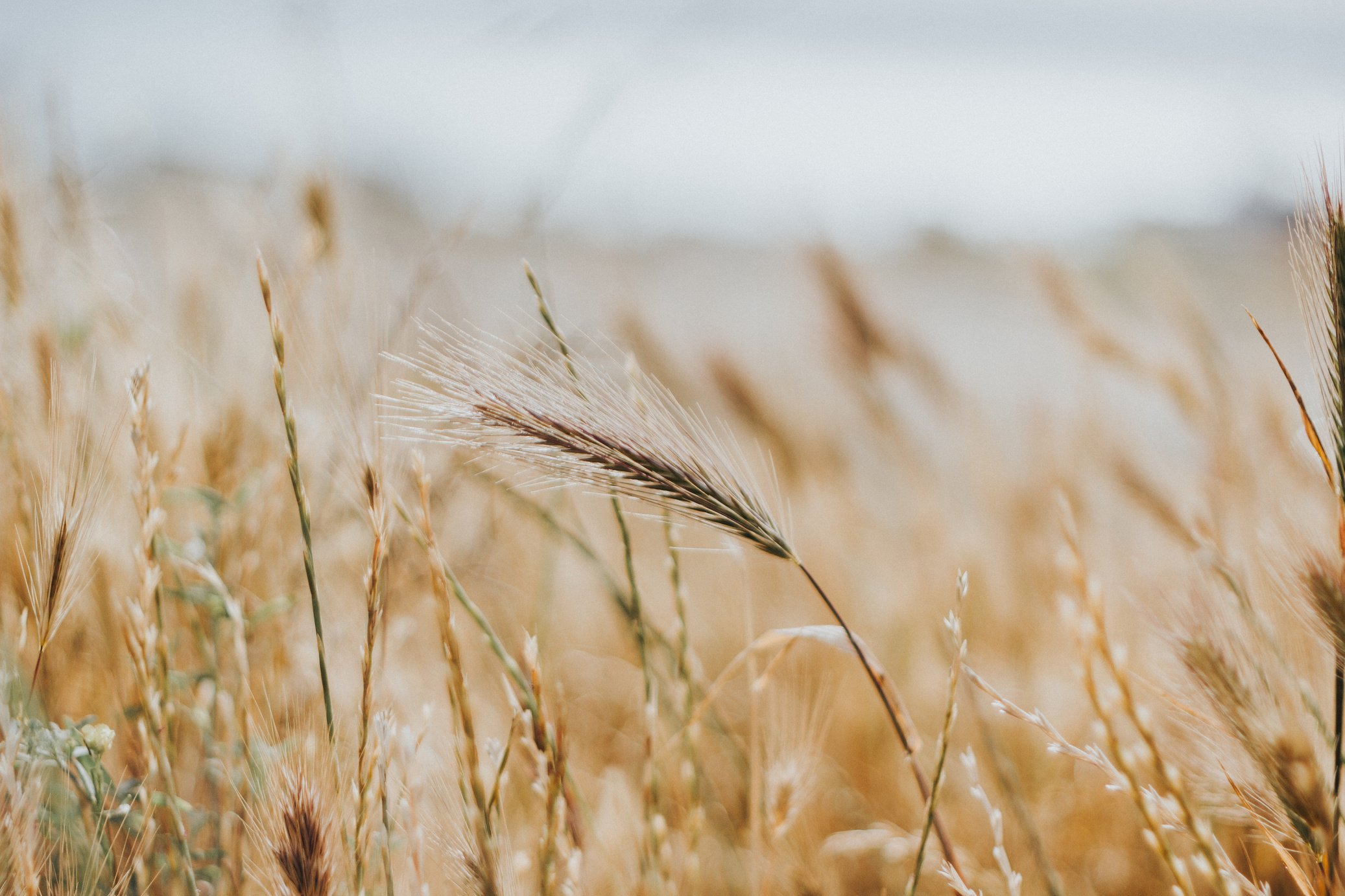 Brown Wheat Field